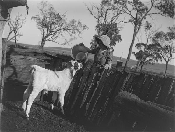 album Box 2 - Pheasants, Snake, Calf, Fowls, Cows, Rabbits